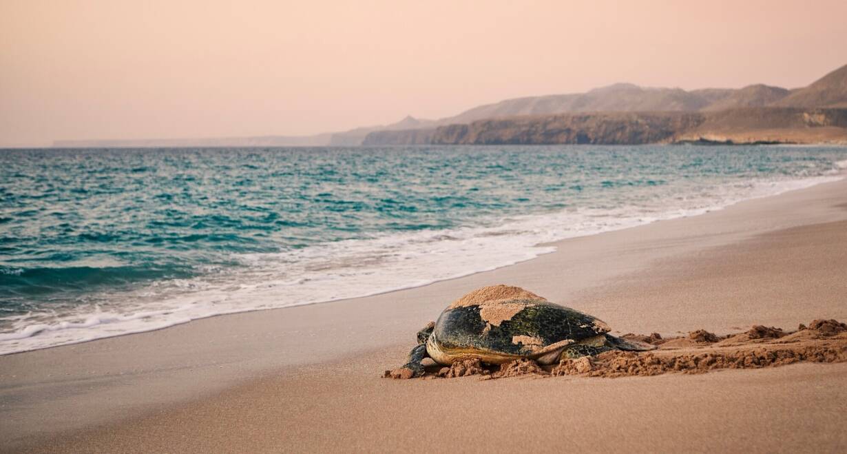 Oman: Forten, groene wadi’s en uitgestrekte woestijnen - OmanMuscat - Wadi Shab - Ras Al Hadd, ca. 246 km.