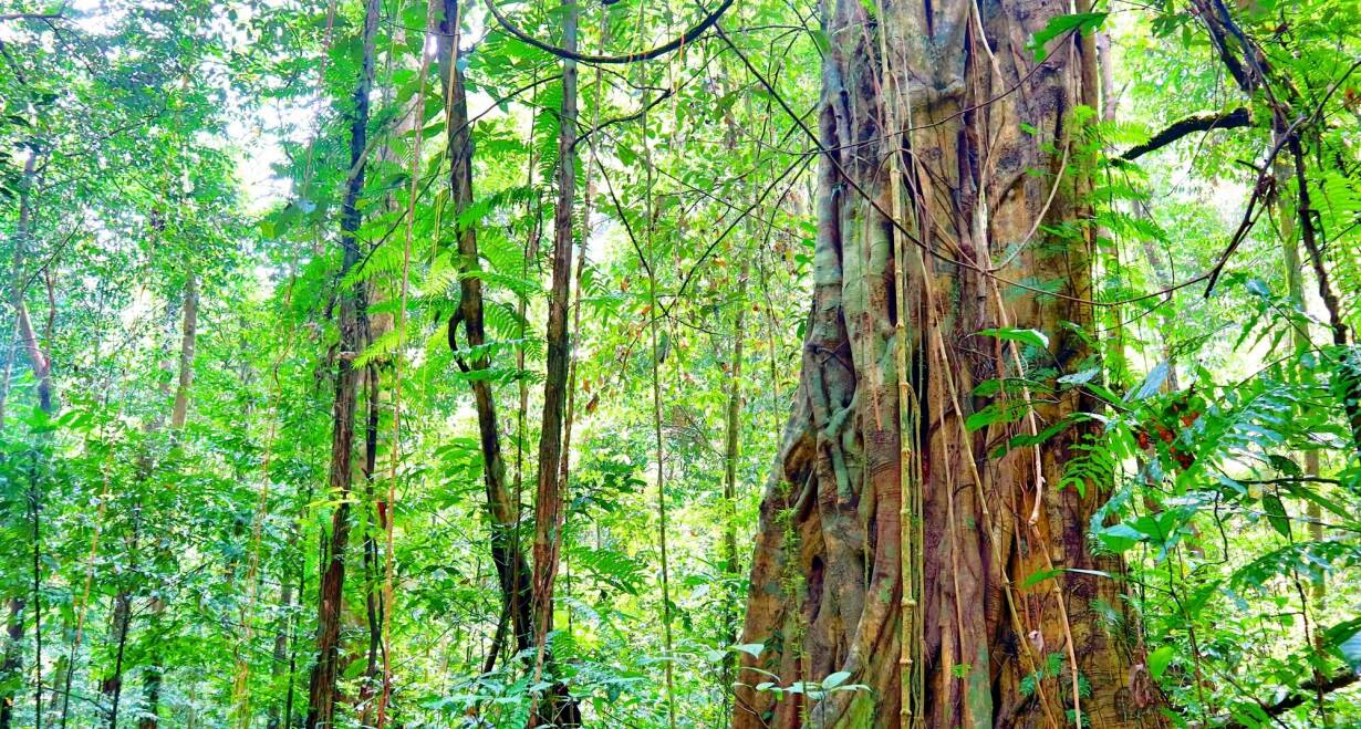 Singapore & Maleisië: bruisende steden en tropische jungle  - SingaporeMalakka - Taman Negeri Rompin (ca. 275 km)