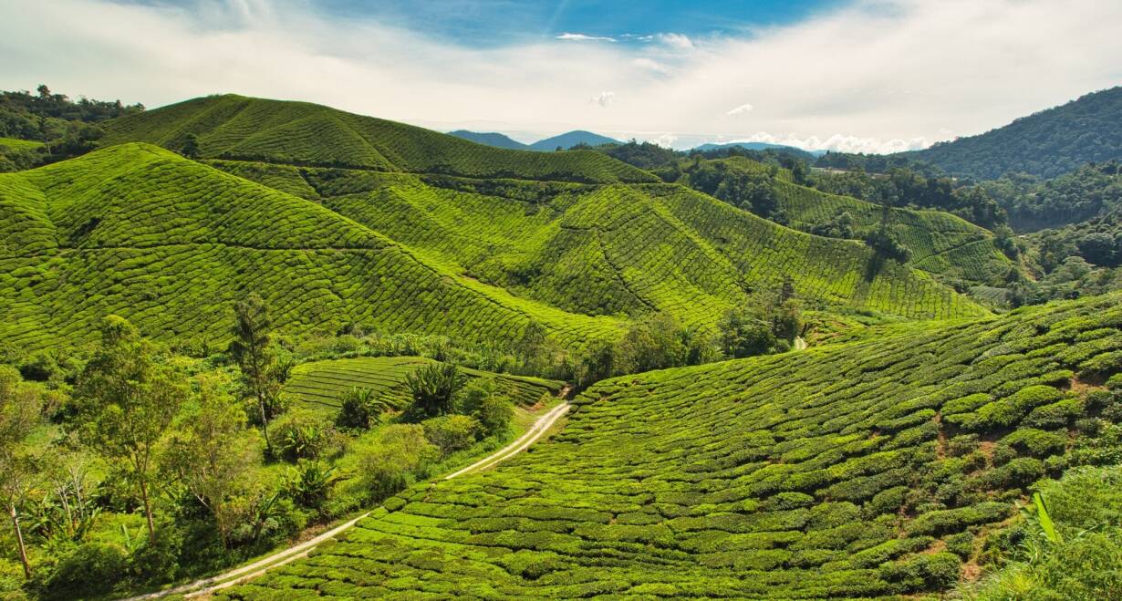 Singapore & Maleisië: bruisende steden en tropische jungle  - SingaporeKuala Lumpur - Cameron Highlands (ca. 250 km)