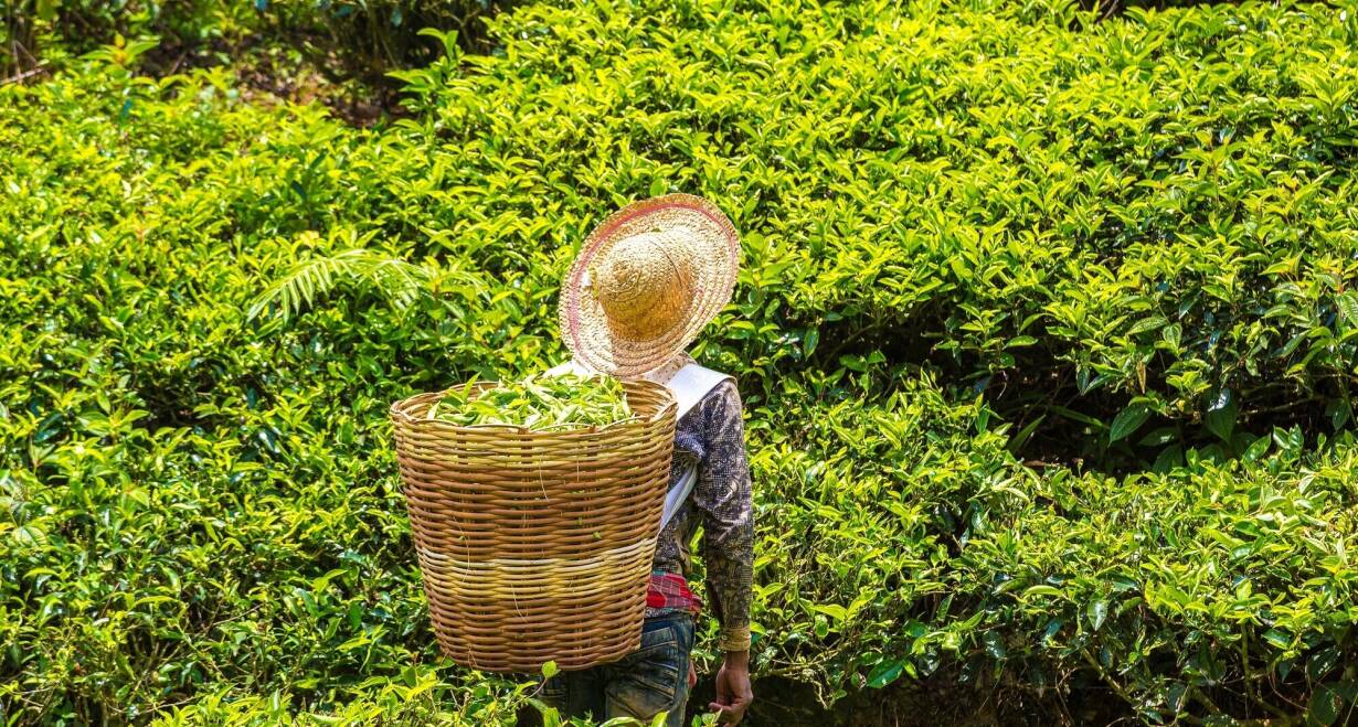 Singapore & Maleisië: bruisende steden en tropische jungle  - SingaporeKuala Lumpur - Amsterdam